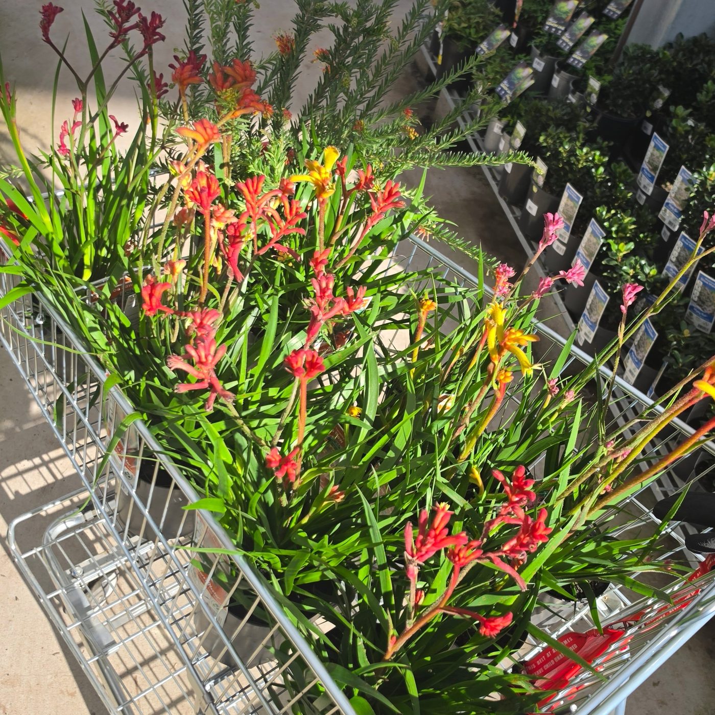 Kangaroo paw and native flowers close up